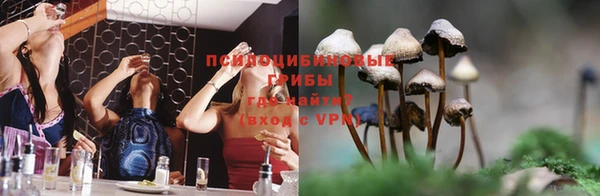 прущие грибы Абинск